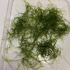 国産　無農薬マツモの画像