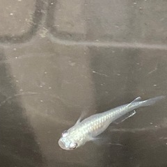 幹之フルボディー　メダカ　みゆき　幹之　若魚　残り5匹　早い者勝ちの画像