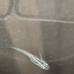 幹之フルボディー　メダカ　みゆき　幹之　若魚　残り5匹　早い者勝ちの画像