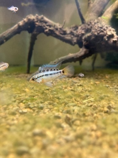 アピストグラマ　cf. ビエジタ（Rio Manacasias近郊産）WILDのF1ペア