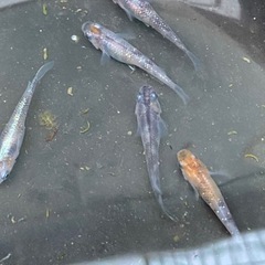 ３色メダカ　ラメ入り　５ペア＋おまけの画像