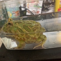 クランウェルツノガエル