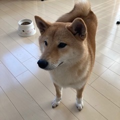 決まりました！　柴犬8ヶ月メス
