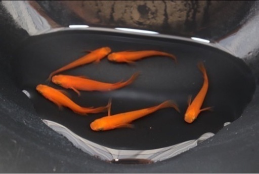 博多ちぇすめだか 博多ちぇすめだか 博多ちぇすめだか 商品検索 - めだかの通販・販売