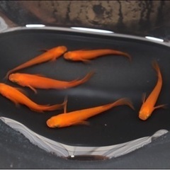 博多の小さなめだか小屋めだか販売 (博多の小さなめだか屋) 竹下の