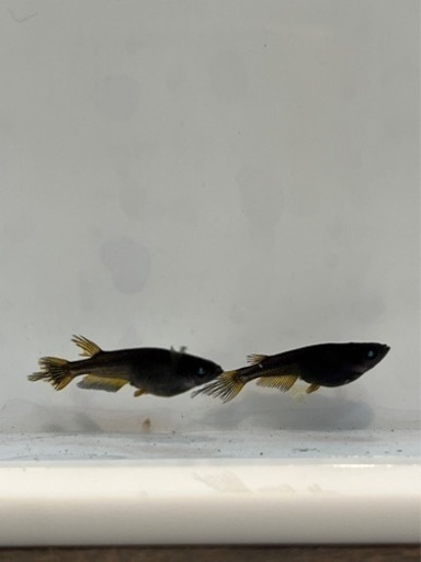 博多ちぇすめだか 博多ちぇすめだか 博多ちぇすめだか 商品検索 - めだかの通販・販売