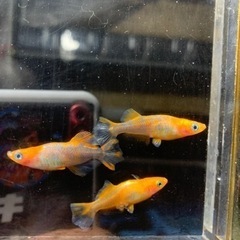 博多の小さなめだか小屋めだか販売 (博多の小さなめだか屋) 竹下の