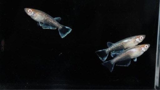 博多ちぇすめだか 博多ちぇすめだか 博多ちぇすめだか 商品検索 - めだかの通販・販売