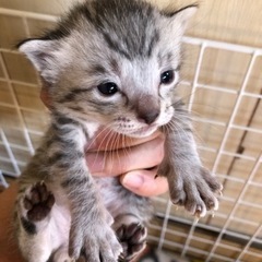 3月末に生まれた子猫達です