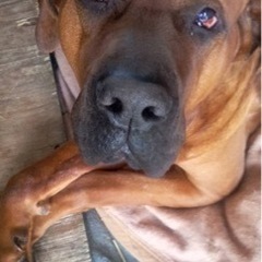 顔は怖いけどとっても大人しい。土佐犬の朝太郎くんです。 - 比企郡