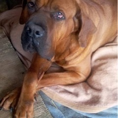 顔は怖いけどとっても大人しい。土佐犬の朝太郎くんです。 - 犬