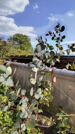 ユーカリ ポポラス鉢植え