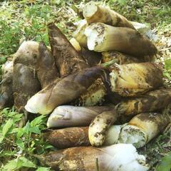 【訳あり】②たけのこ 5キロ+500gの画像