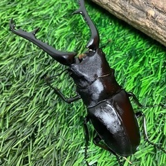 ギラファノコギリクワガタ100up