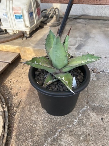 アガベ　チタノタ　ブルー　多肉植物　観葉植物