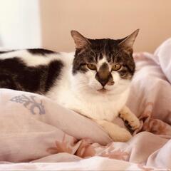 人間大好き甘ったれコアラ君推定4歳子猫も可愛いですが手のかからない成猫も幸せ🍀もたらしてくれます。 - 鎌倉市