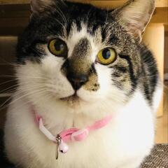 人間大好き甘ったれコアラ君推定4歳子猫も可愛いですが手のかからない成猫も幸せ🍀もたらしてくれます。 − 神奈川県