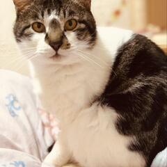 人間大好き甘ったれコアラ君推定4歳子猫も可愛いですが手のかからない成猫も幸せ🍀もたらしてくれます。 - 里親募集