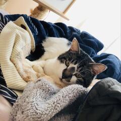 人間大好き甘ったれコアラ君推定4歳子猫も可愛いですが手のかからない成猫も幸せ🍀もたらしてくれます。 - 猫