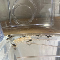 熱帯魚　コリドラス　ロングフィン有　　　1匹200円の画像