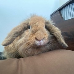 うさぎ - その他