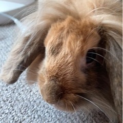 うさぎ