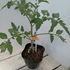 野菜苗大玉トマト(接木)