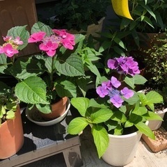 紫陽花　