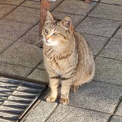 キィちゃんです！(その他は個別に質問下さい)