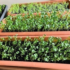 カイワレ大サイズ無農薬　一鉢（1プランター）