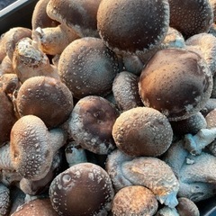 深谷市　椎茸