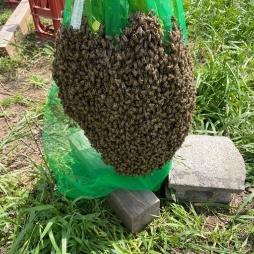 ?日本蜜蜂?　分峰群　※早い方最優先です。