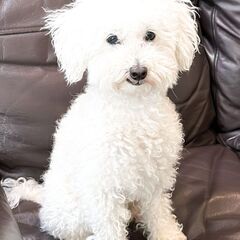 トイプードル、血統種、オス（去勢済み）、とても可愛い良い子です！