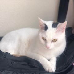 猫ちゃん
