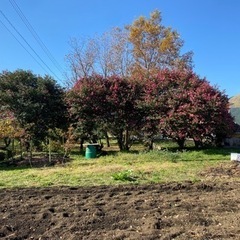 山茶花あげます
