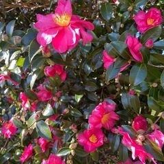 山茶花あげますの画像