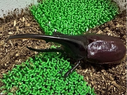 ヘラクレスオオカブト オス成虫