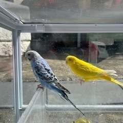 インコ　3羽　里親募集