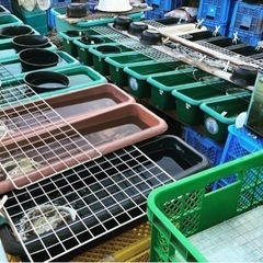 ６月２２日日曜日９時から１２時めだか販売（2000円購入ごとに浄...