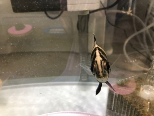ダトニオプラスワン