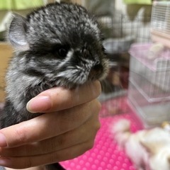 小動物、犬の友達