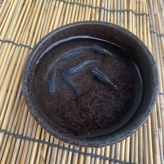 黒孔雀(鬼ラメ)メダカ　1ペア+1匹の画像