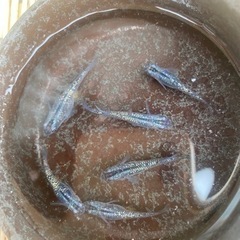 黒孔雀(鬼ラメ)メダカ　1ペア+1匹の画像
