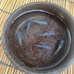 黒孔雀(鬼ラメ)メダカ　1ペア+1匹