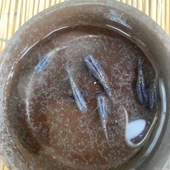 黒孔雀(鬼ラメ)メダカ　1ペア+1匹の画像