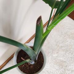 観葉植物 ストレリチア 130cmの画像