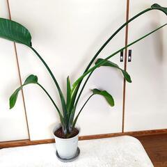 観葉植物 ストレリチア 130cmの画像