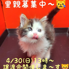 2/12生ラガマフィン♂ブラウンタビー＆ホワイト(トライアウト猫)