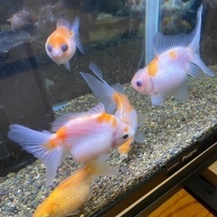 金魚　ピンポンパール　浜錦　合計5匹