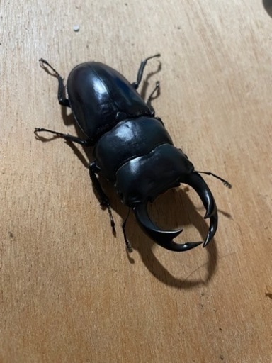 クルビデンスオオクワガタ　♂のみ